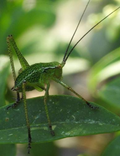 Barbitistes serricauda